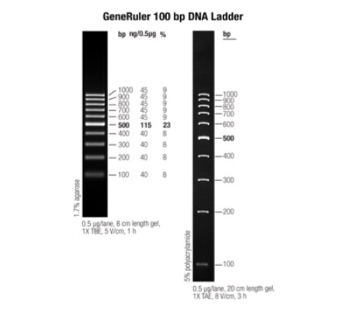 Маркер длин ДНК GeneRuler 100 bp, 10 фрагментов от 100 до 1000 п.н., 0,5 мкг/мкл, Thermo FS